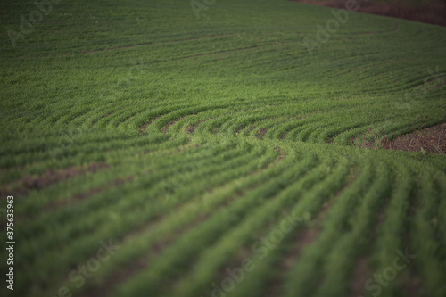 Close up of wheat plant. Green agricultural field, agricultural landscape. Country landscape with growing wheat. High technologies and innovations in agro-industry.