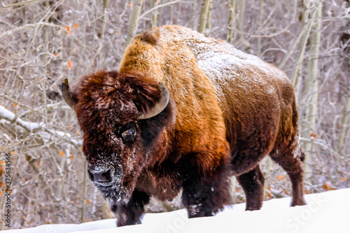 Bison trugging through the snow. Elk Island National Park, Alberta, Canada photo