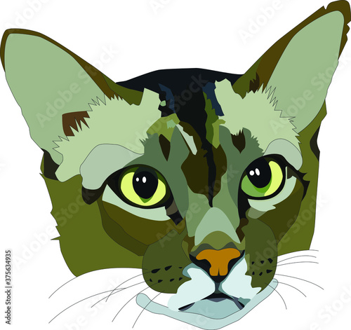 Cats are small mammals in the Felidae family. Body size, long, playful personality with easygoing people.