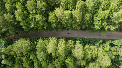 Aerial view of green pine forest with asphalt road