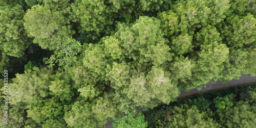 top view of pine trees