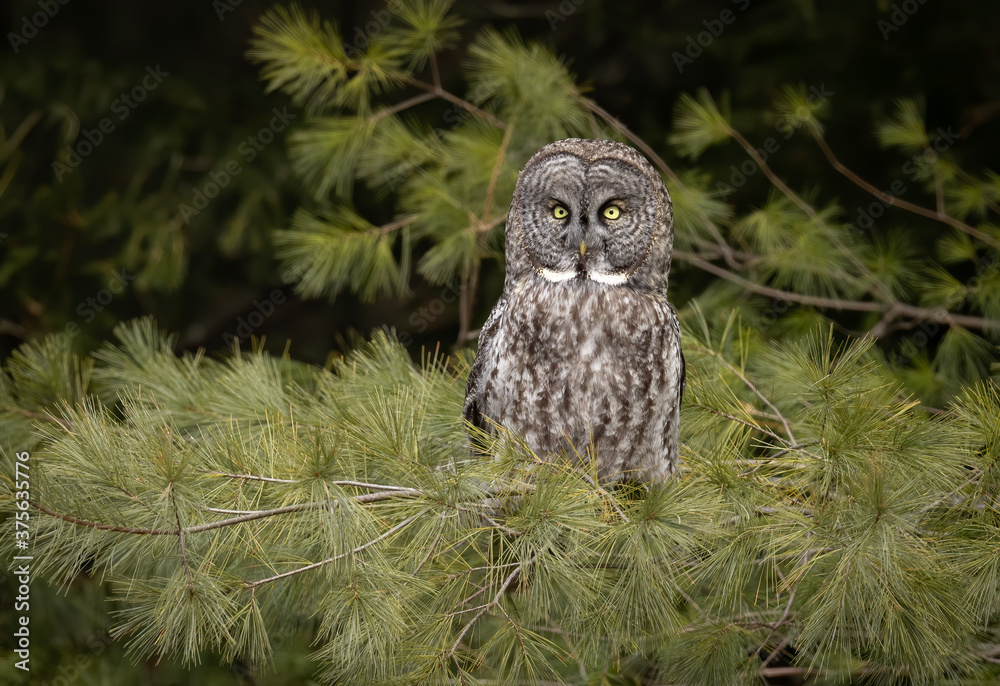 Fototapeta premium Great Grey Owl in Canada