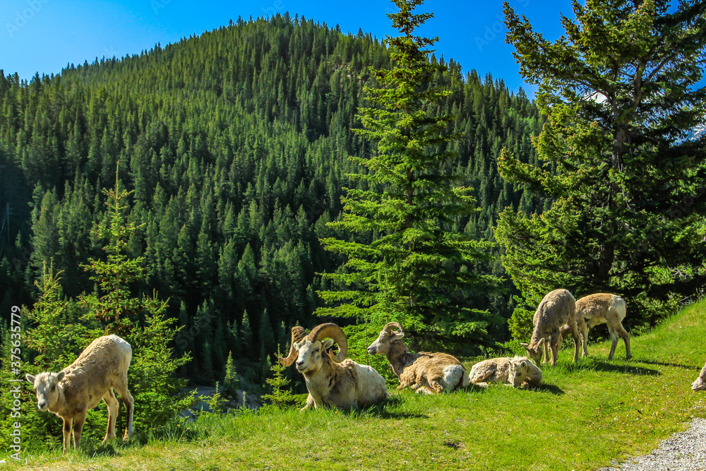 Rocky mountain sheep on the hillside and roadside. Banff National Park, Alberta, Canada