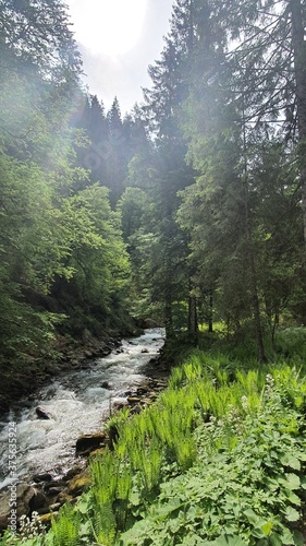 Wald Fluss Stein Gebirgsbach Steine Wildbach