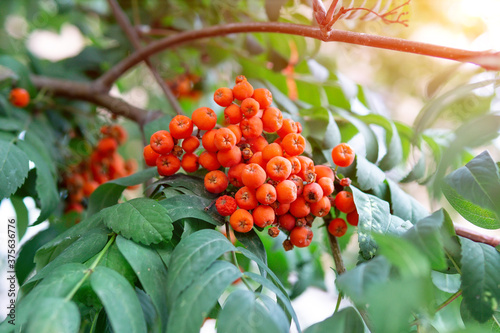 Rowan early autumn, the fruits of mountain ash. European Sorbus aucuparia on a tree branch photo