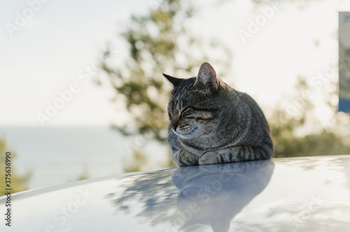 Lovely cat on the car rooftop relaxing outdoors, close up image. Domestic pets collection. Countryside life background. photo