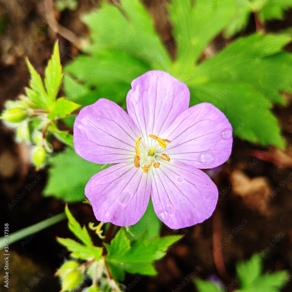 Purple Wild Geranium Flower in Spring Purple Wild Geranium Flower in Spring