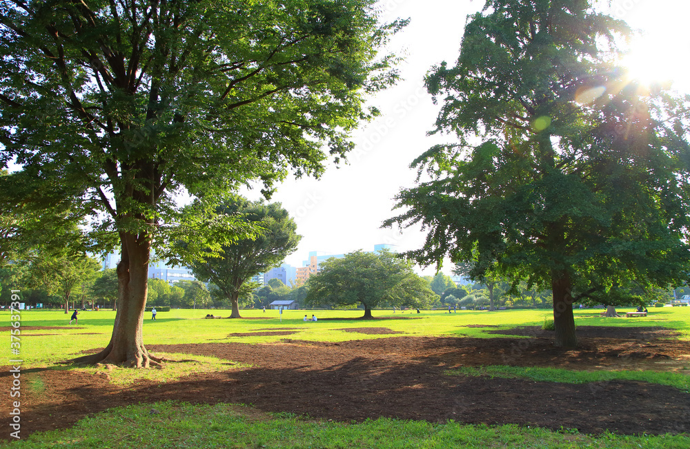 Obraz premium 東京の公園 風景