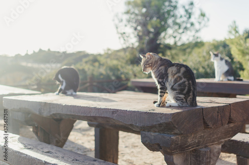 Close up of a domestic cat is on wooden table outdoors background. © aquar