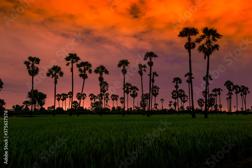 Close-up natural background view of the colorful morning light in the rice fields (agriculture), green and golden yellow. Wait for the next harvest of farmers according to the season