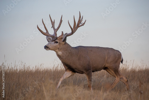 Mule Deer Buck During the Fall Rut in Colorado
