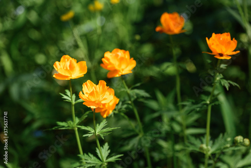 Beautiful flowers blooming in spring day.