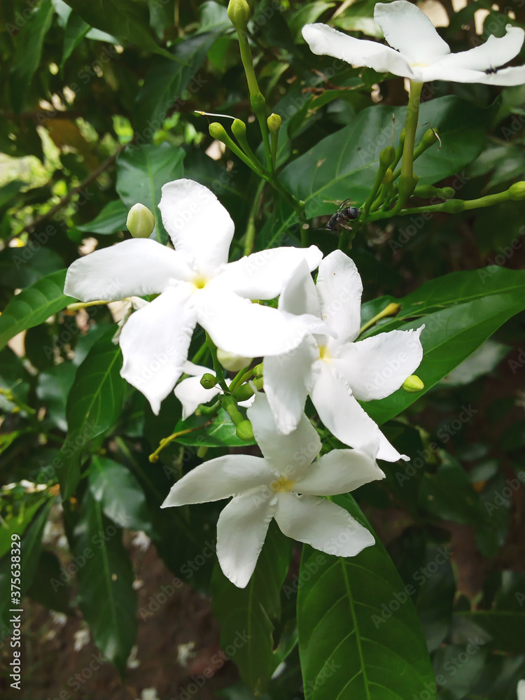 fresh white jasmine flowers in green leaves closeup .soft focused concept fresh white jasmine flowers in green leaves closeup .soft focused concept