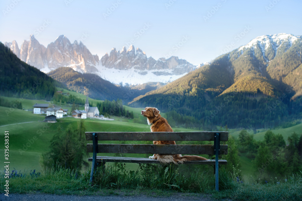 the dog sits on a bench and looks at the Dolomites. Nova Scotia Duck Tolling Retriever in nature. the dog sits on a bench and looks at the Dolomites. Nova Scotia Duck Tolling Retriever in nature.