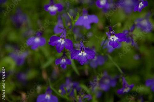 blue flowers of the Lobelia plant