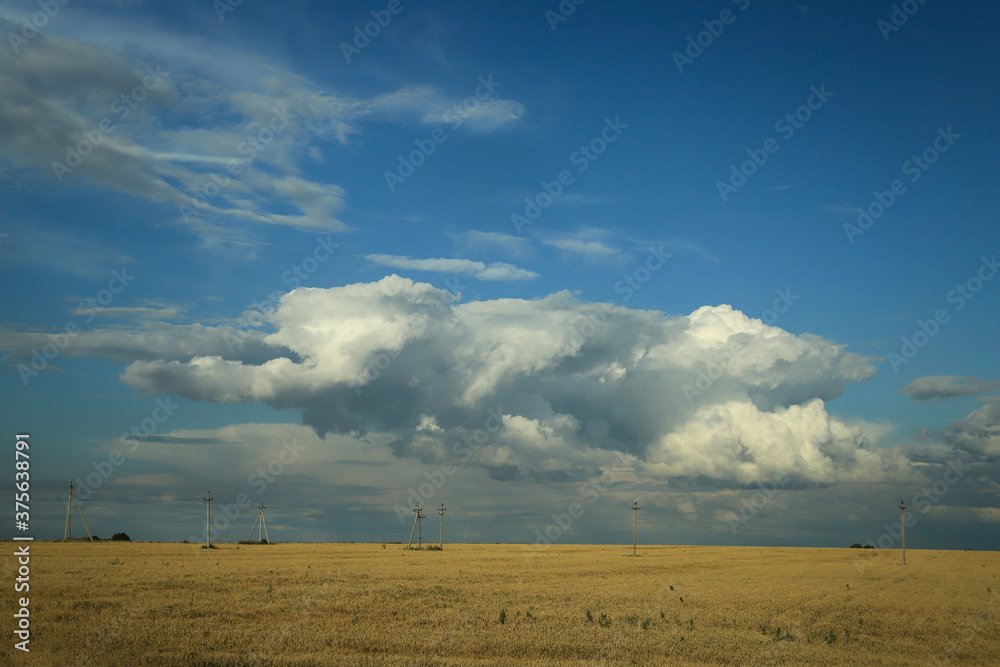summer landscape with blue sky, clouds and wheat fields