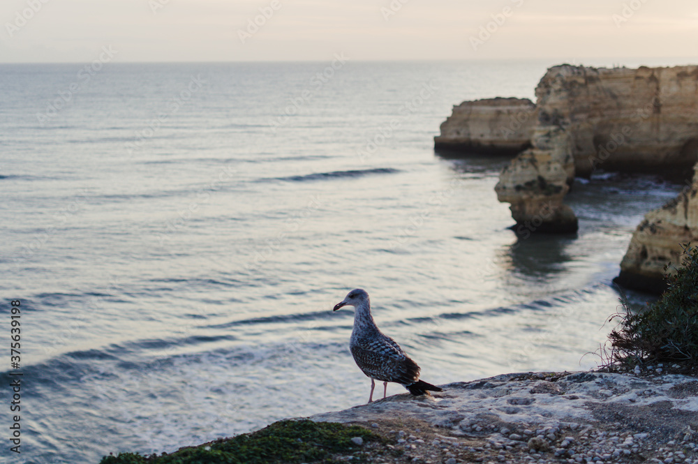 Close up of a curious seagull bird walking on a cliff rocks rural natural outdoors coastal environment background. Close up of a curious seagull bird walking on a cliff rocks rural natural outdoors coastal environment background.
