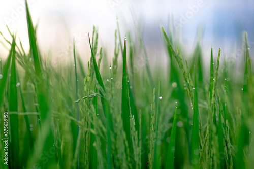 Blurred abstract background of (Rice ears) in a green field, blurred by the natural wind, a farmer's farming profession