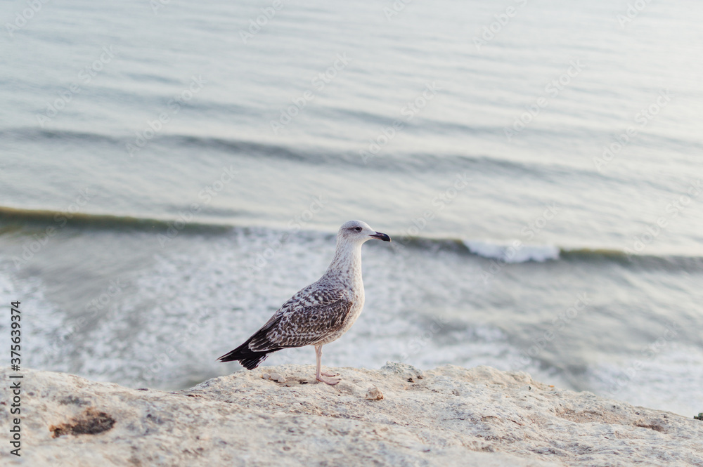 Close up of a curious seagull bird walking on a cliff rocks rural natural outdoors coastal environment background. Close up of a curious seagull bird walking on a cliff rocks rural natural outdoors coastal environment background.