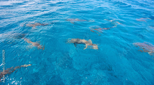 Many sharks swim under the surface of blue ocean water