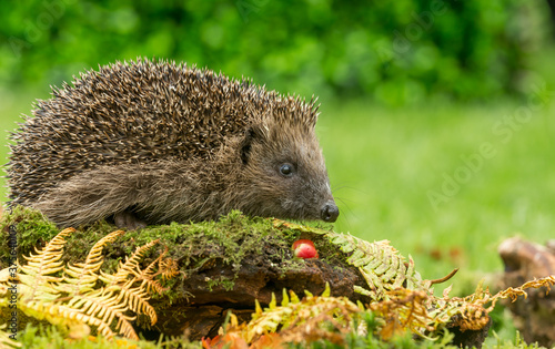 Hedgehog (Scientific name: Erinaceus Europaeus). Wild, native, European hedgehog in Autumn with red berries and golden ferns. Facing right. Horizontal. Space for copy.