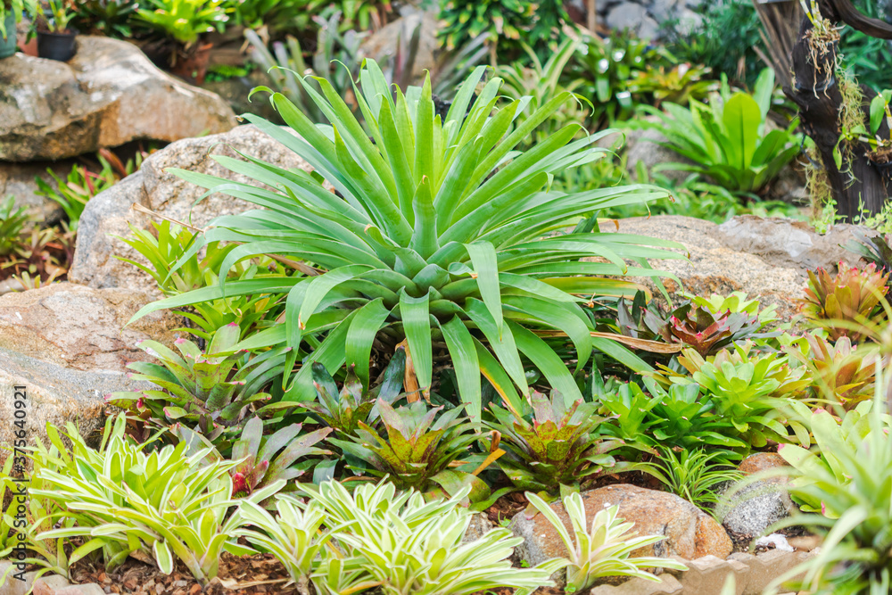 Fototapeta premium Bromeliad, or Aechmea fasciata, Urn Plant, bromeliaceae Green leaf background beautiful and Useful decorative ornamental plants
