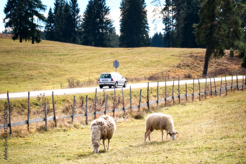 A flock of white sheep on the hill pasture of Republika Srpska, Bosnia and Herzegovina