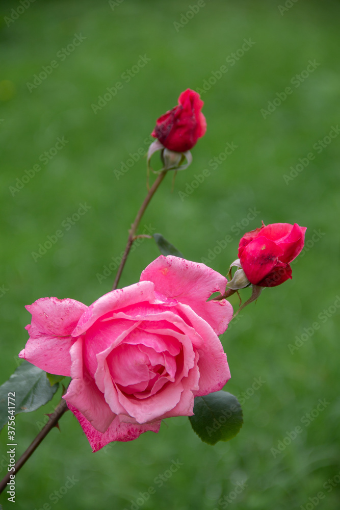 pink blossoming buds of a garden rose close-up pink blossoming buds of a garden rose close-up