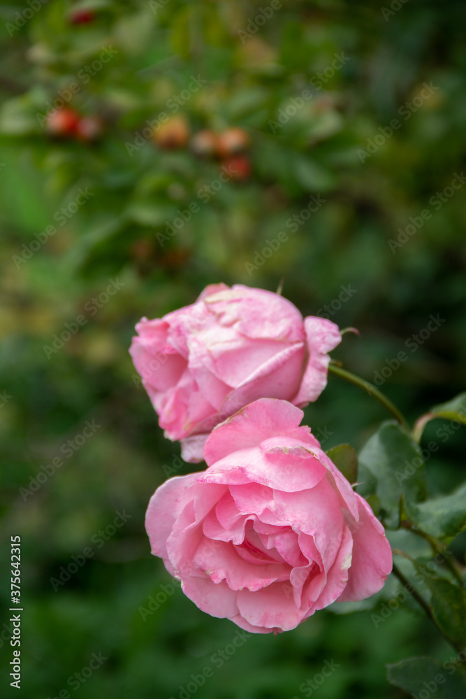 two flowers garden rose closeup two flowers garden rose closeup