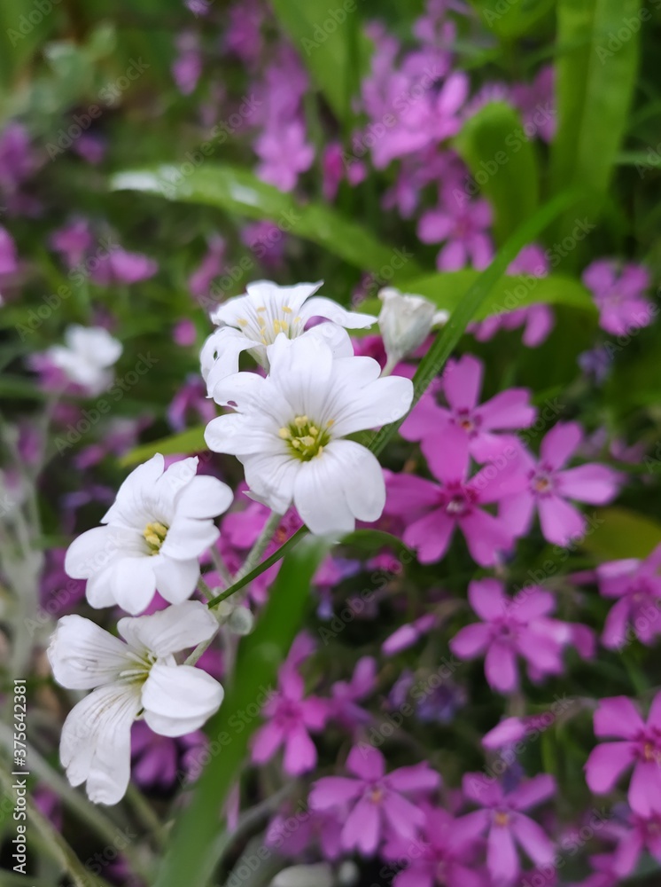 Fototapeta premium pink flowers in the garden