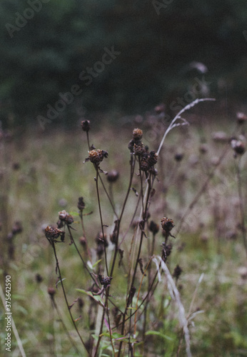 wild flowers in the morning