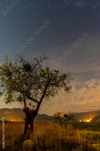 Night view of an almond tree with its fruit in the background  the mountains  the valley and the lights of the villages.