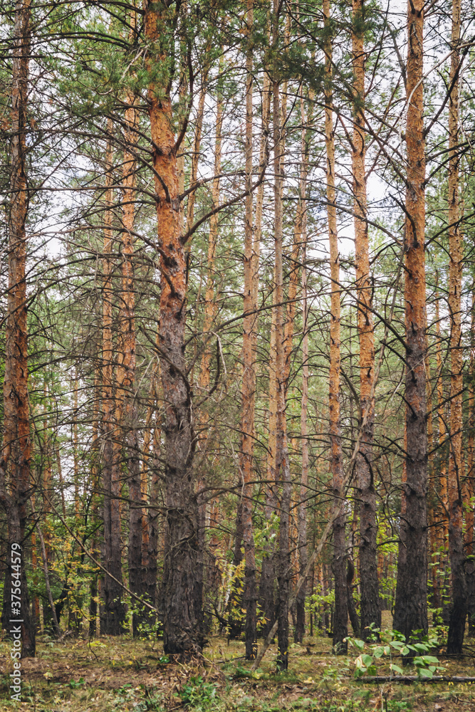 autumn pine forest in the morning autumn pine forest in the morning