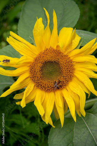 sunflower flower with ripe seeds close-up