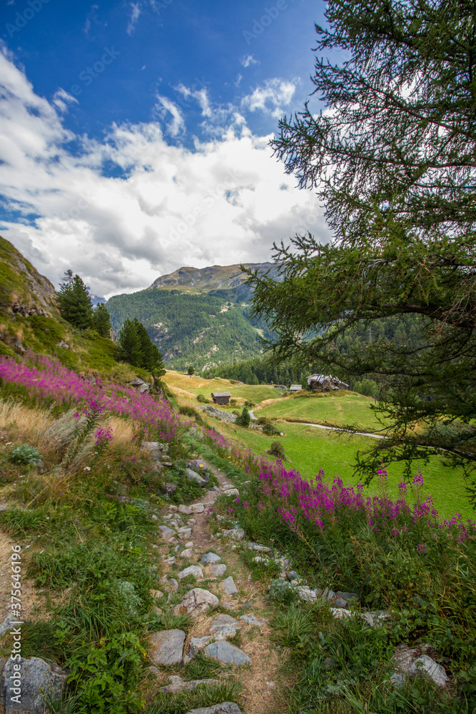 Landscape of Switzerland with hiking path, mountain range, wild pink flowers and forest near Zermatt, Valais canton (summer, trail, vertical)