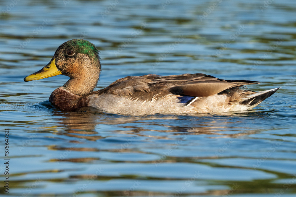 Mallard Anas platyrhynchos Costa Ballena Cadiz Mallard Anas platyrhynchos Costa Ballena Cadiz
