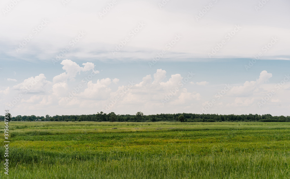 Fototapeta premium landscape