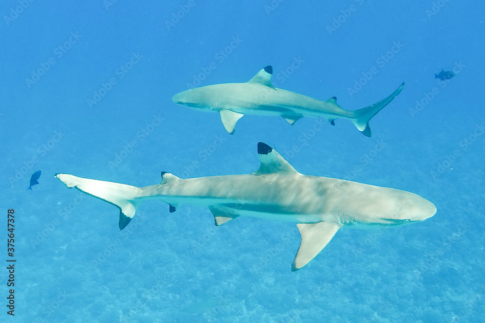 School of sharks swimming underwater in Bora Bora near Tahiti