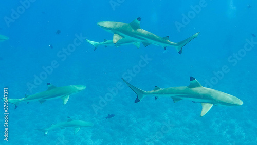 School of sharks swimming underwater in Bora Bora near Tahiti