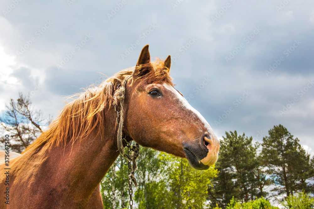Obraz premium A beautiful horse. Horse in the field against the background of trees and gloomy sky