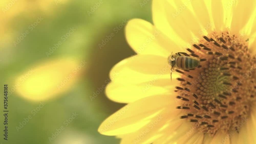 Hornet on a Sunflower makes its exit and flies away from the yellow fields. Macro close up captured in Slow Motion 240 fps. Hornet on a Sunflower makes its exit and flies away from the yellow fields. Macro close up captured in Slow Motion 240 fps.