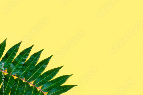 Neem leaf on a yellow background. Background for advertising cosmetics and spa. Flat lay.