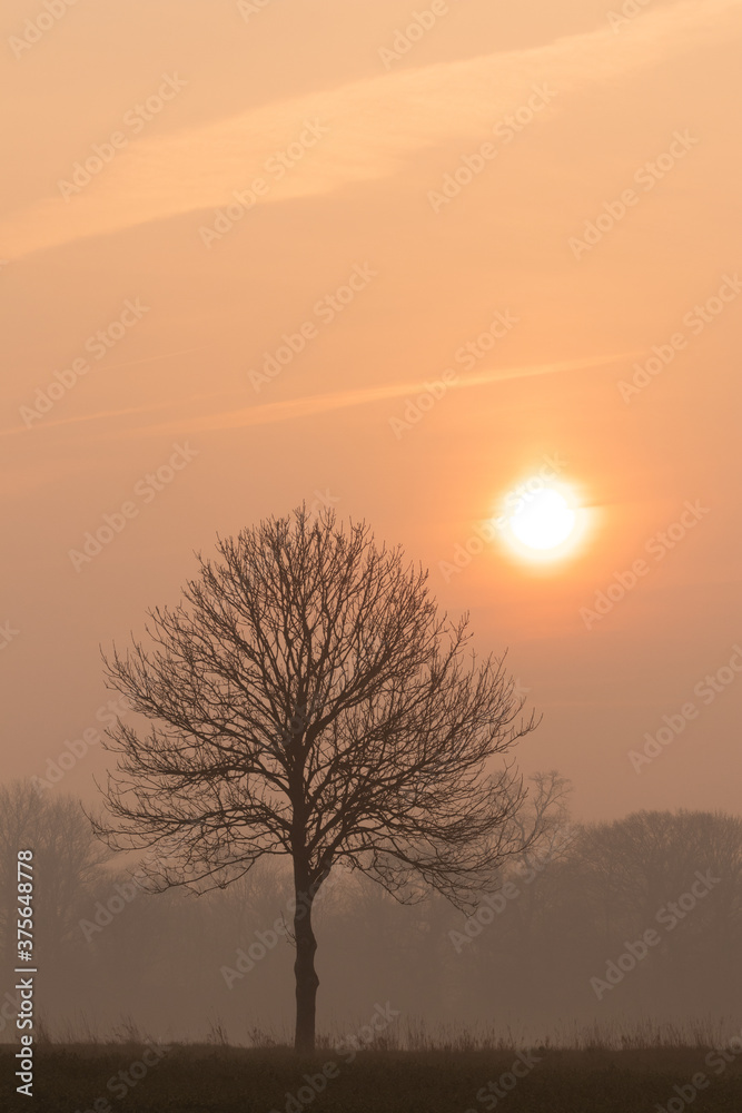 einsamer Baum auf Feld mit Sonne, Hochformat