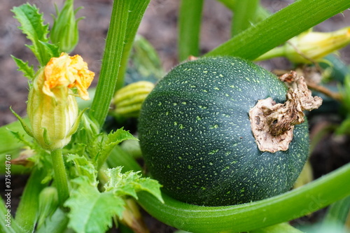 Grüne große runde Zucchini an Pflanze mit Blüte