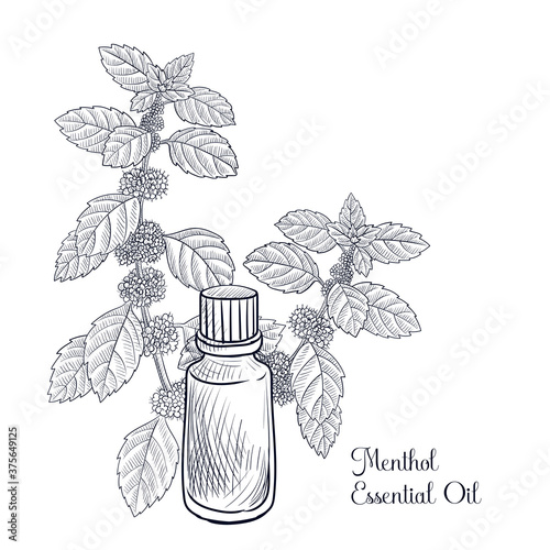 vector drawing menthol essential oil