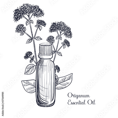 vector drawing origanum essential oil
