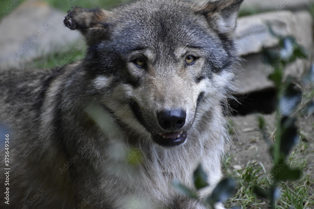 Fototapeta premium Wolf