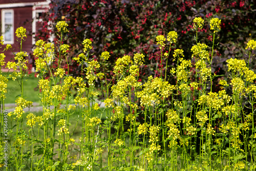 Obraz premium Mustard blooms. Mustard is planted and grown as a fertilizer for the garden, as well as for restoring the soil after vegetation, enriching it with nitrogen and trace elements, and inhibiting the grow