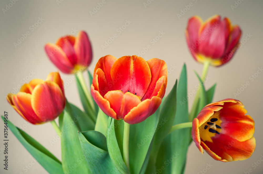 Five red tulip flowers in bouquet Five red tulip flowers in bouquet