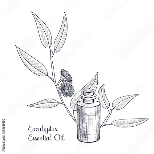 vector drawing eucalyptus essential oil